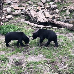 Burger's Zoo- sun bears- 2022
