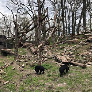 Burger's Zoo- sun bear and binturong enclosure- 2022