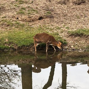 Burger's Zoo- hog deer- 2023