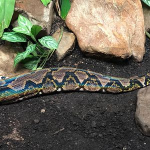 Burger's Zoo- rainbow reflection on reticulated python- 2022