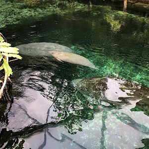 Burger's Zoo-family of manatee-2022