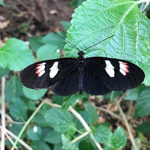 Burger's Zoo- butterfly- 2022