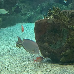 Surgeonfish ID