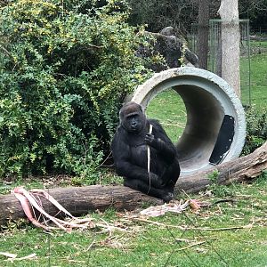 Burger's Zoo- female gorilla- 2022