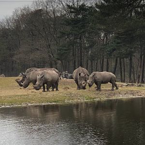 Burger's Zoo- family of rhino- 2022