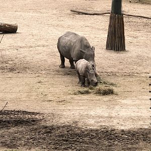 Burger's Zoo- rhino mother and calf- 2022