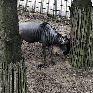 Burger's Zoo- male wildebeest- 2022