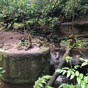 Burger's Zoo- Asian small-clawed otter exhibit- 2022
