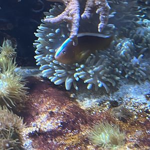 Clownfish ID