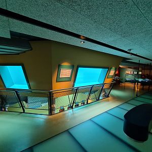 Seal underwater viewing from Sea Aquarium