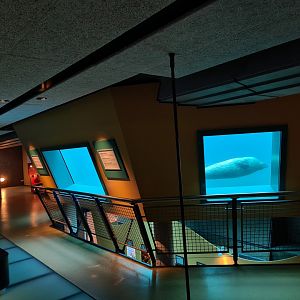 Seal underwater viewing from Sea Aquarium