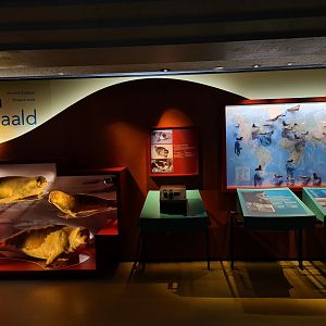 Seal species education point