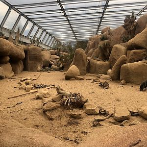 Burger's Zoo- peccary enclosure in Burger's Dessert- 2022