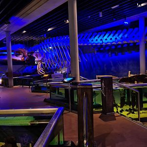 View of giant whale skeleton in the aquarium room