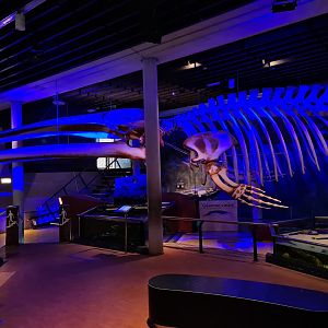 Giant whale skeleton in the aquarium room