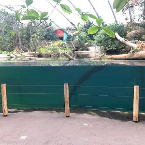 Burger's Zoo- manatee underwater viewing- 2022
