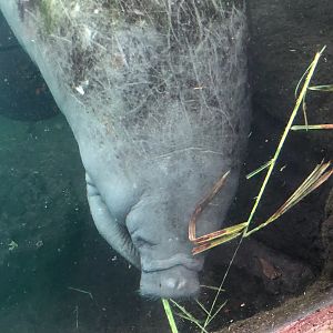 Burger's Zoo- manatee feeding- 2022