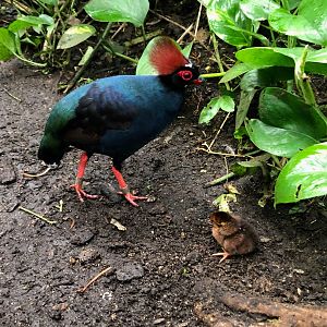 Burger's Zoo- crested wood partridge with chick- 2022