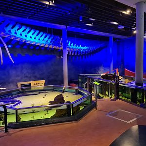 Tail of the giant whale skeleton and shark and Wreck tanks