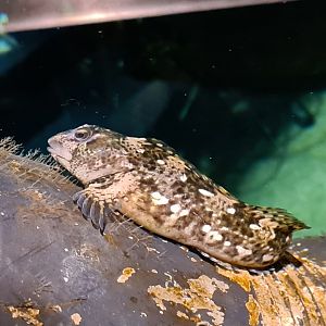 Shanny in pipefish tank