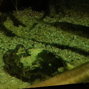 Shorthorn sculpin and Greater pipefish in pipefish tank