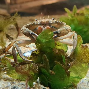 Asian shore crab in Ocean lab tank