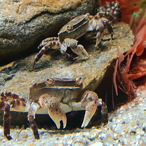 Asian shore crabs in Ocean lab tank