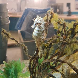 Short-snouted seahorse in Ocean lab tank