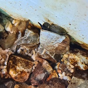 Common periwinkle in rock pool tanks