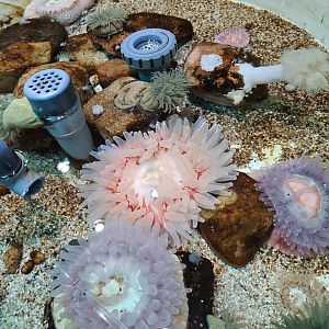 Various inhabitants of rock pool tanks