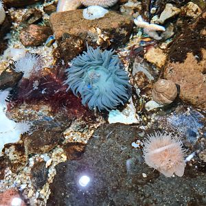 Various inhabitants of rock pool tanks