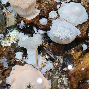 Various inhabitants of rock pool tanks