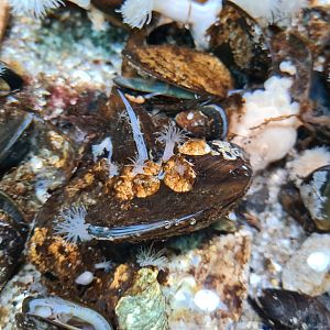 Blue mussels and Plumose anemones in rock pool tanks