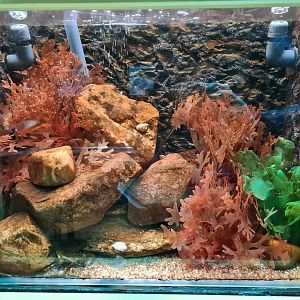 Greater spider crab and Common prawn tank