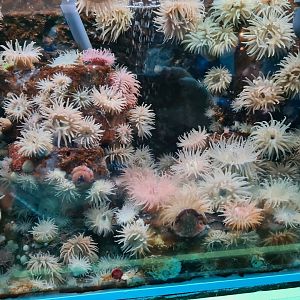 Beadlet anemone and netted dogwhelk tank