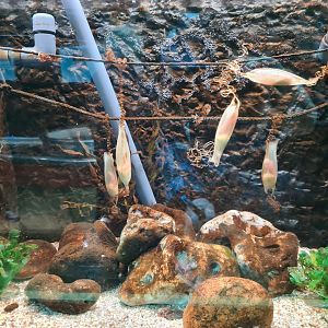 Catshark egg hatching tank