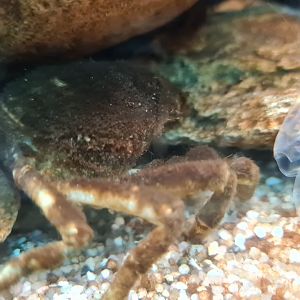 Greater spider crab