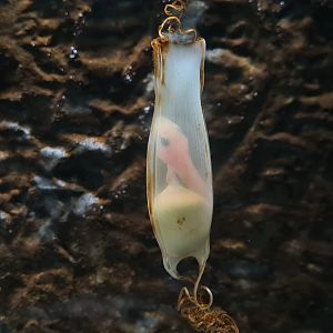 Small-spotted catshark egg