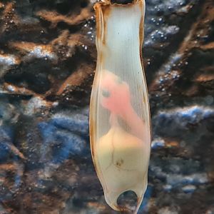 Small-spotted catshark egg
