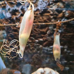 Small-spotted catshark eggs