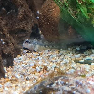 Shanny fry in egg hatching tank