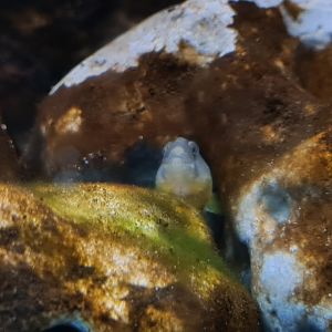 Rock gunnel in egg hatching tank