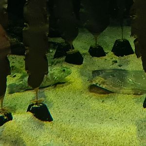 Ballan wrasse and Small-eyed skate in North Sea tank