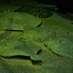 Thornback ray and Turbot in North Sea tank