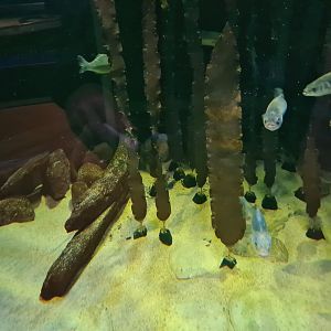 View of North Sea tank