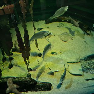 Feeding time in North Sea tank