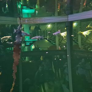 Feeding time in North Sea tank