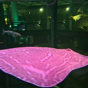 Small-eyed skate in North Sea tank