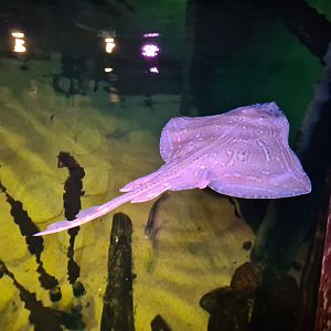 Small-eyed skate in North Sea tank