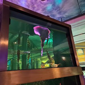 Small-eyed skate in North Sea tank